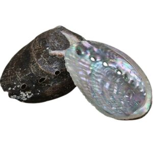 10ct Abalone Shell Conch Soap Holder Ashtray